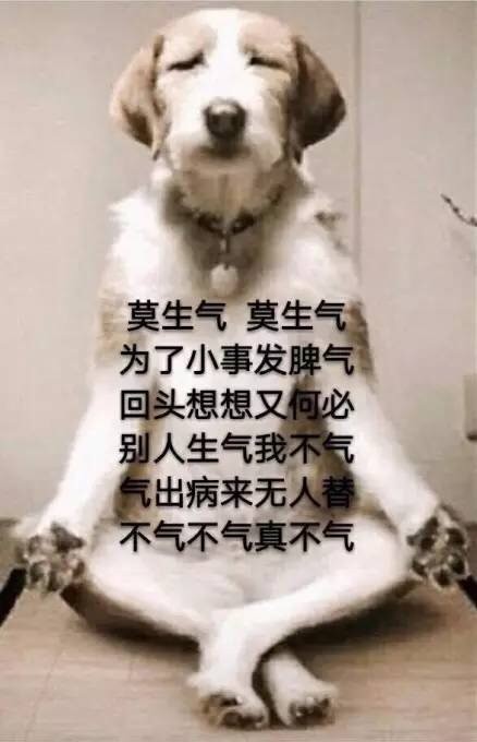 狗子闭目打坐：莫生气表情包