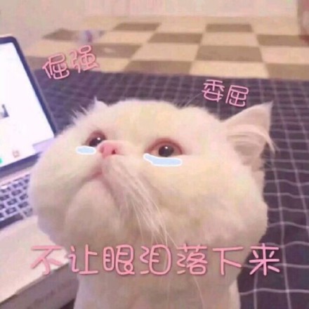 倔强 委屈不让眼泪落下来（猫咪）_猫咪_