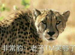 非常豹：老子 TM 笑够了表情包